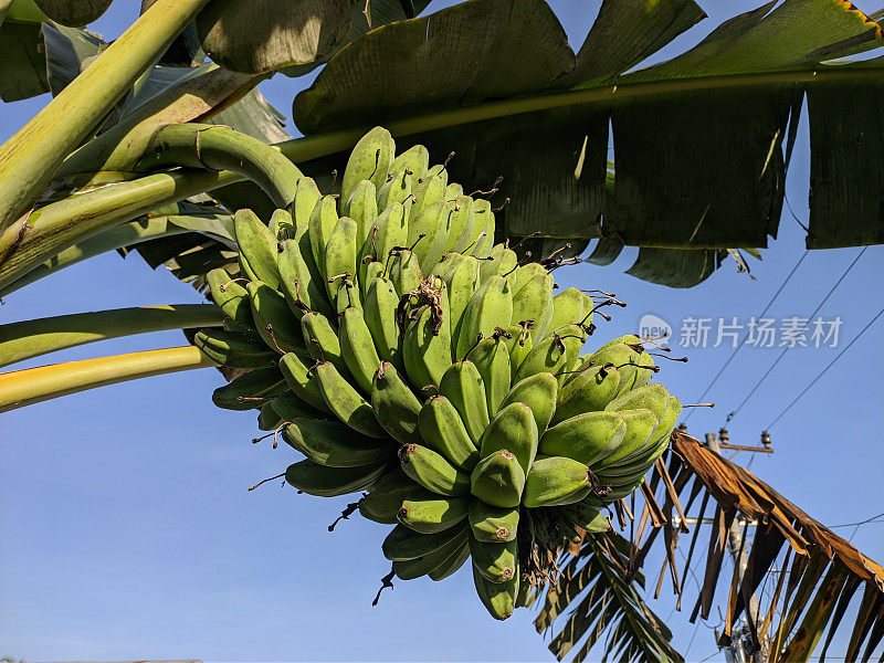 早晨的香香蕉(Musa acuminata × balbisiana)